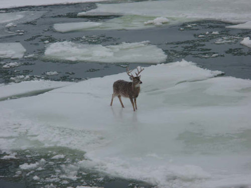 WHITETAIL_BUCK_ON_THE_ICE_08_008.jpg