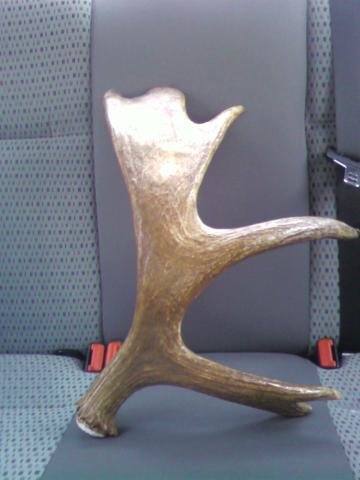 moose horn 2.jpg