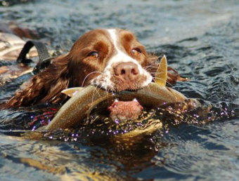 fishretreiver.jpg