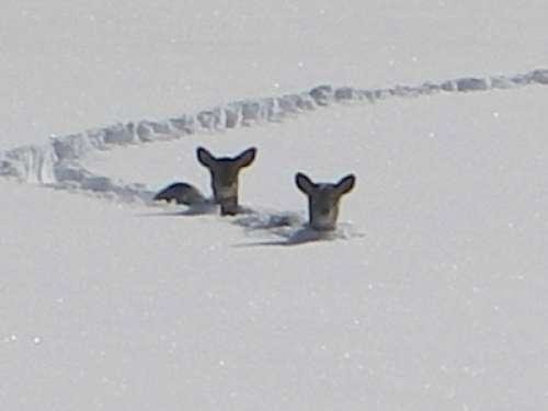 idaho deer.jpg