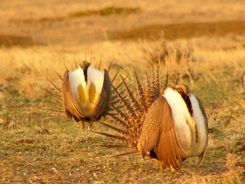 grouse_2.JPG