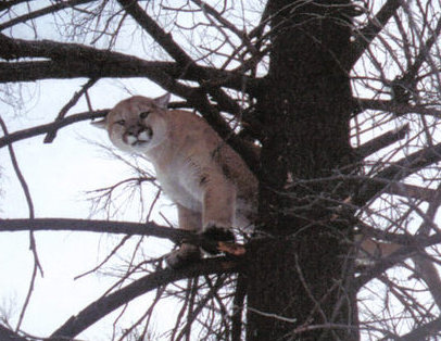 lionpic003.jpg