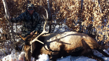 Elk-sm.jpg Elk-sm.jpg