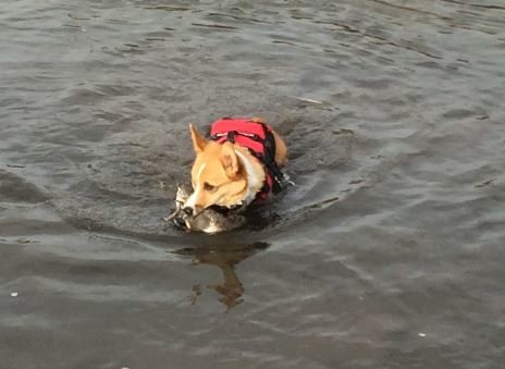 GusRetrieving.JPG GusRetrieving.JPG