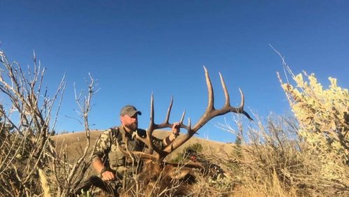 Elk in brush.jpg Elk in brush.jpg