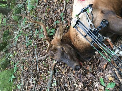elk 2016.jpg elk 2016.jpg