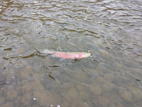 Steelhead turned.jpg