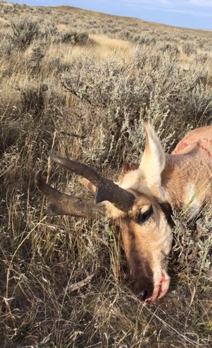 2016 lope buck 1.jpg