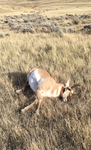 2016 lope buck.jpg