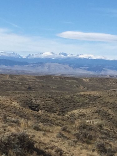 bighorns.jpg