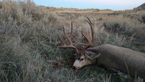 10-29-2016 droid pics 043.jpg 10-29-2016 droid pics 043.jpg