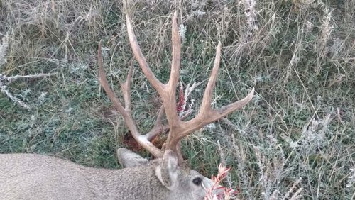 10-29-2016 droid pics 044.jpg 10-29-2016 droid pics 044.jpg