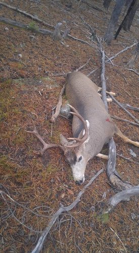 Deer 2016.jpg Deer 2016.jpg
