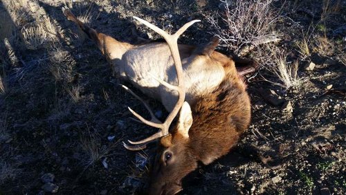 2016 elk.jpg