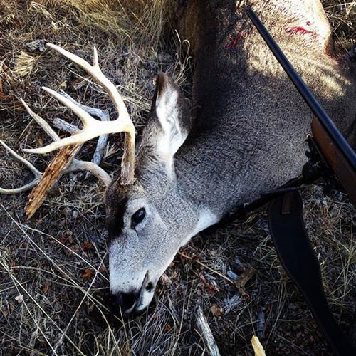 mule deer 60.jpg