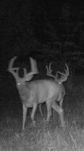 2016 buck 2.png 2016 buck 2.png