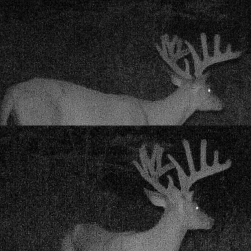 2016 buck 5.jpg 2016 buck 5.jpg