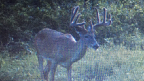 2016 buck 3.png 2016 buck 3.png