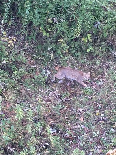 BOBCAT 2.jpg BOBCAT 2.jpg