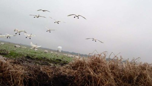swans.jpg swans.jpg