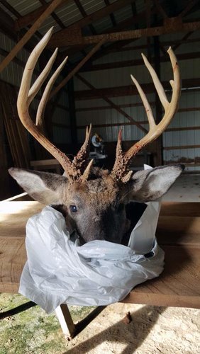 Deer-pic-3.jpg Deer-pic-3.jpg