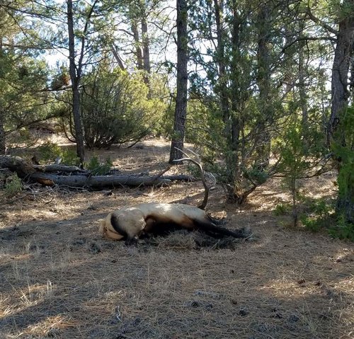 elk5.jpg elk5.jpg