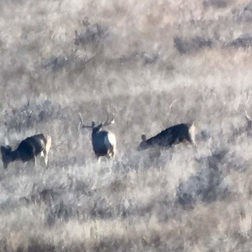 2016 3by3 Mulie.jpg 2016 3by3 Mulie.jpg
