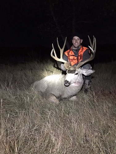 2016 Mule Deer 1.jpg 2016 Mule Deer 1.jpg
