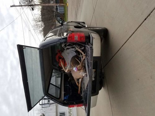 gregs 2016 deer #2.jpg gregs 2016 deer #2.jpg