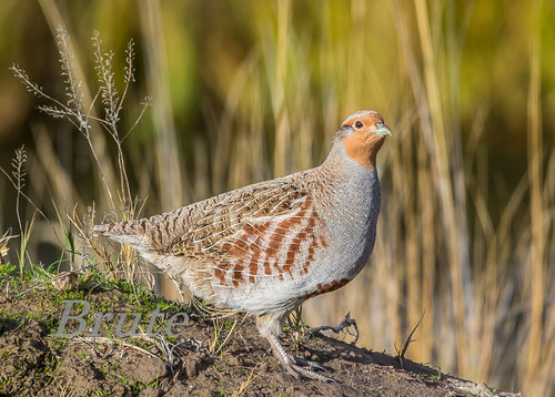 Hungarian Partridge72a-3033.JPG