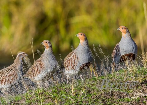 Hungarian Partridge72a-3034.jpg