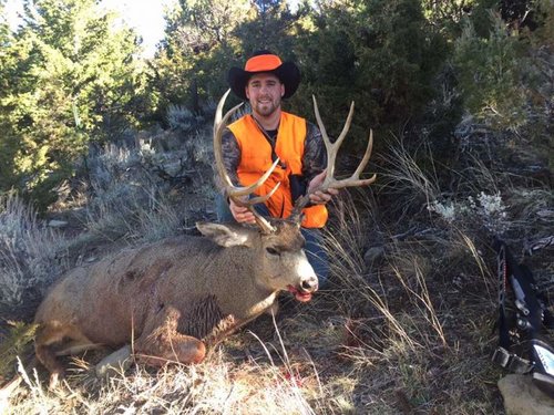 Mule deer 1.jpg Mule deer 1.jpg