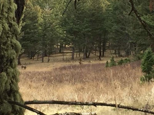 Elk 1.jpg Elk 1.jpg