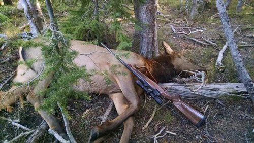 first elk.jpg