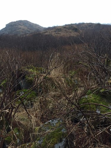 Kodiak terrain 3.jpg Kodiak terrain 3.jpg