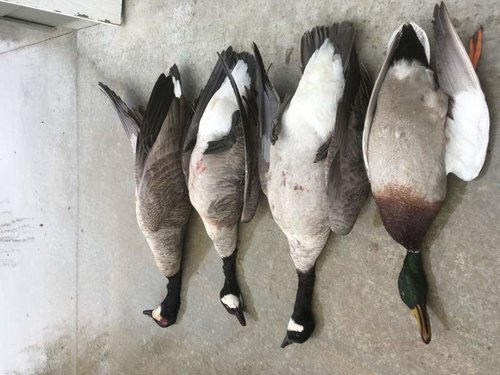 IMG_0672.jpg IMG_0672.jpg