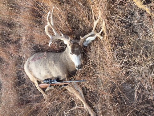 mule deer 2016 d.JPG