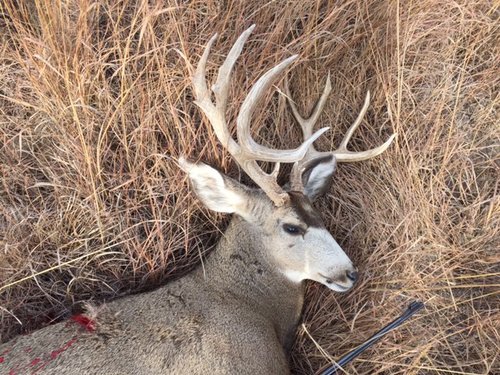 mule deer 2016 e.JPG mule deer 2016 e.JPG