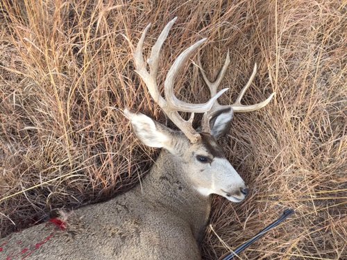 mule deer 2016 e.JPG