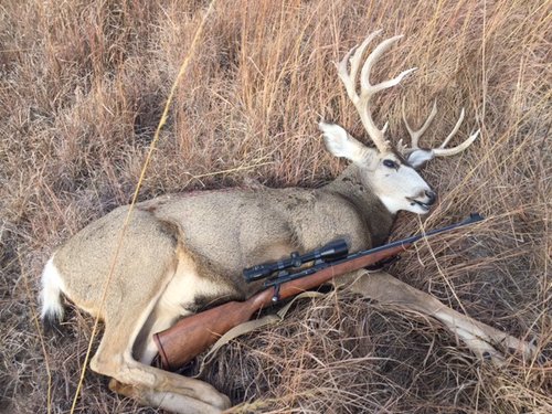 mule deer 2016 f.JPG