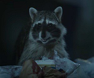 Geico_Raccoons_Garbage-300x250.jpg