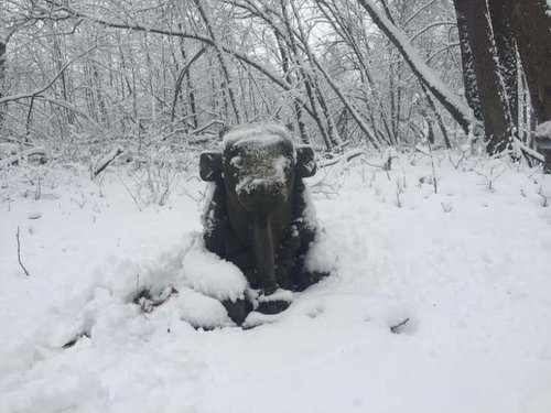 bull.jpg bull.jpg