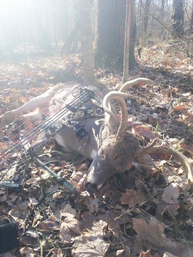 deer 2015.jpg