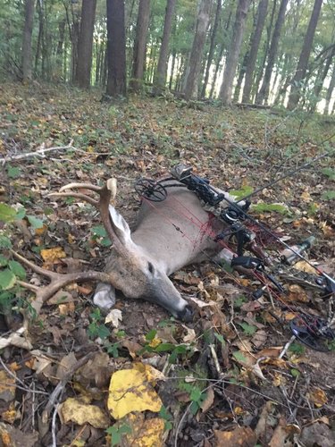 deer 2016.jpg