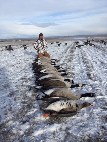 Goose.jpg Goose.jpg