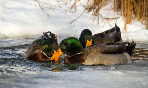 Ducks1.jpg Ducks1.jpg