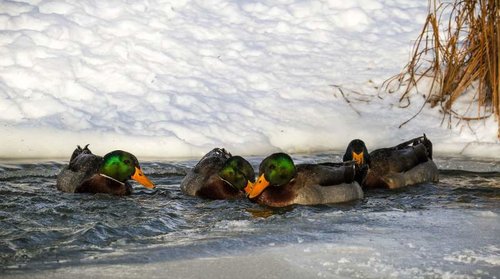 Ducks2.jpg Ducks2.jpg