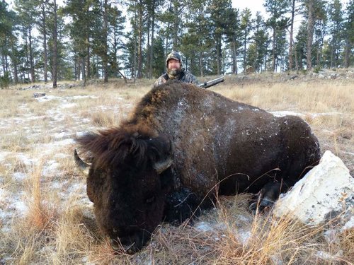 Bison Resized.jpg