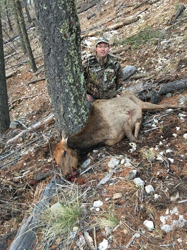 Cow Elk 2016.jpg