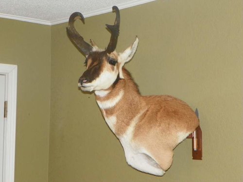 andy the antelope 004.jpg